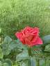 13-2 rose photo
