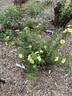 Yellow Altai rose photo