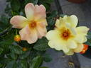 Apple Jack rose photo