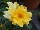 Apple Jack rose photo
