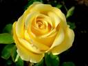 Avec Amour rose photo