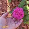 Legion rose photo