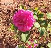 Legion rose photo