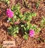 Legion rose photo