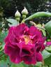 Tuscany rose photo