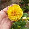 Golden Pareo rose photo