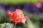 Folklore rose photo