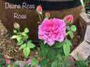 Deane Ross rose photo
