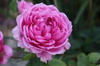Deane Ross rose photo