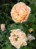 Brandi Hit rose photo