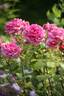 Charlotte of Fife rose photo