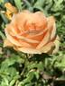 Gentle Persuasion rose photo