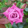 Dr. John Dickman rose photo