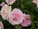 Mevrouw Nathalie Nypels rose photo