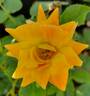 Palmetto Sunrise rose photo