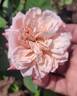 Pat Henry rose photo