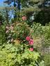 Carefree Wonder rose photo