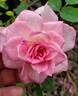 Figurine ™ rose photo