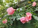 Alfresco rose photo
