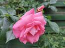 Alfresco rose photo