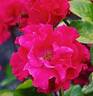 Permanent Wave rose photo