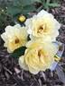 1-72-1Rugelda rose photo