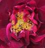 Tuscany rose photo
