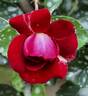 Rose der Einheit rose photo