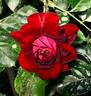 Rose der Einheit rose photo