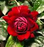 Rose der Einheit rose photo