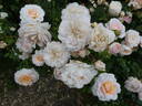 Schloss Eutin ® Fairy Tale rose photo