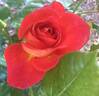 Ay Caramba! rose photo