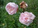 Baronne Henriette Snoy rose photo