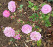 Acervate rose photo