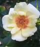 Glorious Babylon Eyes rose photo