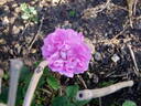 Moussue ponctuée rose photo
