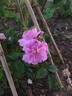 Moussue ponctuée rose photo