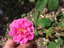Moussue ponctuée rose photo