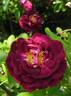 Tuscany rose photo