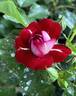 Rose der Einheit rose photo
