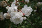 Snow Ballet ® rose photo