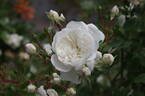 Snow Ballet ® rose photo
