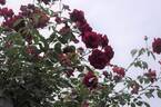 Red Parfum ® rose photo