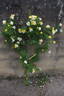 Golden Age rose photo