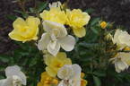 Golden Age rose photo