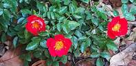 Bee's Paradise rose photo