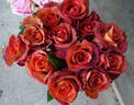 Coffee Break rose photo