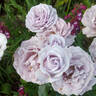 Blue Diamond rose photo