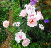 Chawton Cottage rose photo