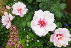 Chawton Cottage rose photo